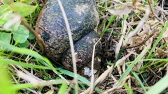 Cipangopaludina chinensis