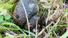 Cipangopaludina chinensis