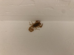 Centruroides sculpturatus