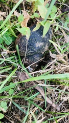 Cipangopaludina chinensis