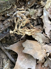 Clavulina cinerea