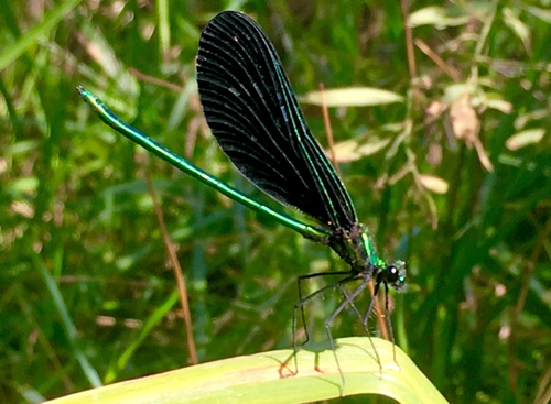 Ebony Jewelwing photographed in Colorado