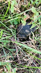 Cipangopaludina chinensis