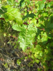 Acer ginnala