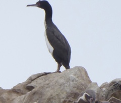 Leucocarbo bougainvillii