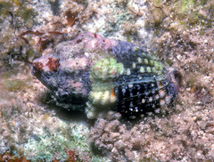 Condylomitra tuberosa
