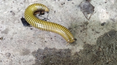 Myriapoda