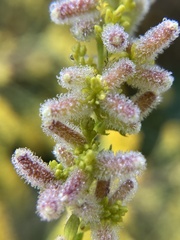 Rhopalomyia anthophila