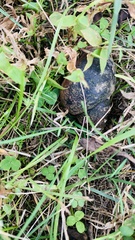 Cipangopaludina chinensis