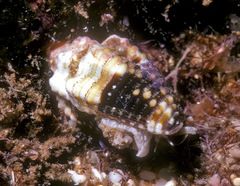 Condylomitra tuberosa