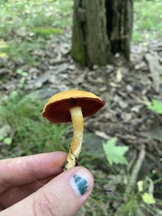 Dermocybe