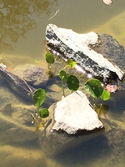 Hydrocotyle verticillata