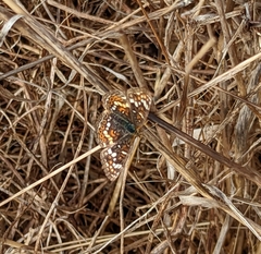 Phyciodes pulchella