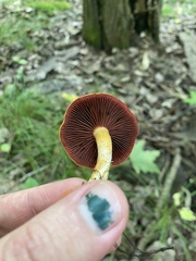 Dermocybe
