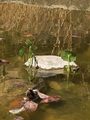 Hydrocotyle verticillata