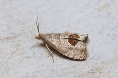 Notocelia uddmanniana