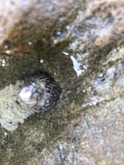 Bembicium nanum