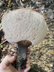Tylopilus