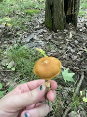 Dermocybe