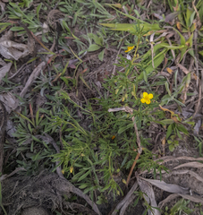 Scoparia montevidensis