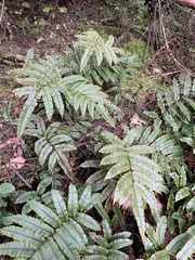 Blechnum procerum