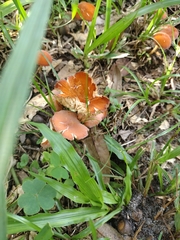 Leratiomyces ceres