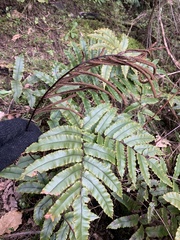 Blechnum procerum