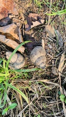 Cipangopaludina chinensis