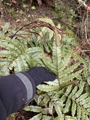 Blechnum procerum