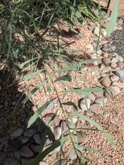 Acacia salicina