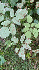 Aegopodium podagraria