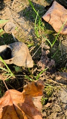 Cipangopaludina chinensis