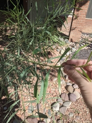 Acacia salicina