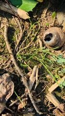 Cipangopaludina chinensis