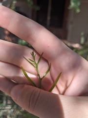 Acacia salicina