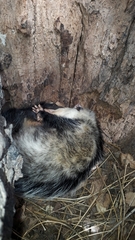 Didelphis albiventris