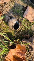 Cipangopaludina chinensis