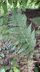 Athyrium