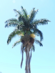 Arecoideae