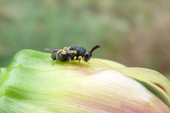 Brachymeria tibialis