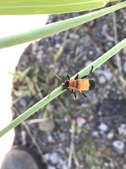 Chauliognathus profundus