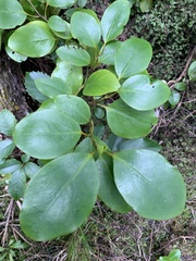 Griselinia littoralis