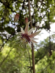 Passiflora quinquangularis