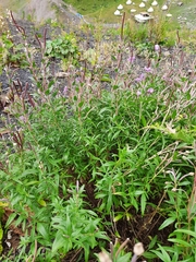 Chamaenerion colchicum