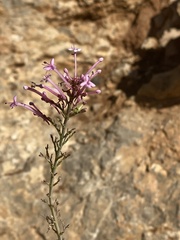 Centranthus longiflorus
