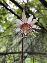 Passiflora quinquangularis