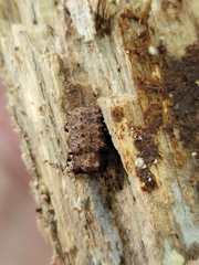 Bolitotherus cornutus