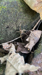 Dolomedes vittatus