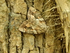 Catocala agrippina
