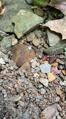 Grylloprociphilus imbricator